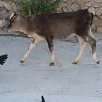 گوساله ماده