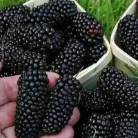 توت شرابی