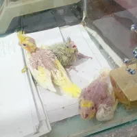 جوجه سرلاکی لوتینو و جوجه مرغ عشق