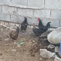 شادگان روستای عبودی