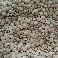 عدس خوشبخت و خوشمزه