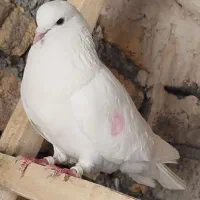 پرنده