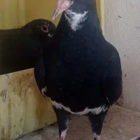 پرنده