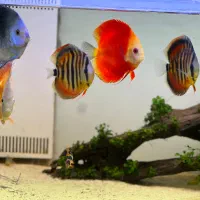 ۶ عدد ماهی دیسکس وارداتی