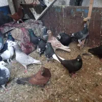 کبوتر تعداد ۳۳ تا میشن ۳۵۰۰ همه باهم