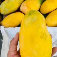 انبه وارداتی
