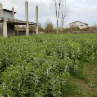 فروش زمین دراسالم ،لمر