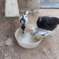 سه عدد مرغ گلین یکی سیاه مرغ محلی اصل هست