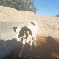 گاو