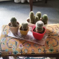 کاکتوس دانه ای 100هزار تومان