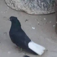 کبوتر