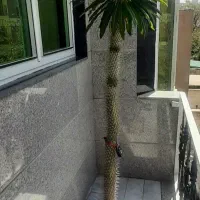 نخل ماداگاسکار ۱۵۰ سانتی سالم و خاص و دکوراتیو
