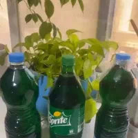 محلول گیاهی ضد شپش قوی و موثر با اثر بخشی سریع