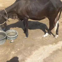 گاو
