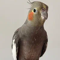 عروس هلندی ماده