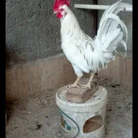 خروس