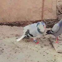 کفتر|پرنده|هیرمند, |دیوار