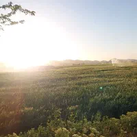 اجاره موتورآب به همراه 30هکتار زمین کشاورزی