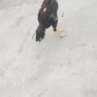 خروس لاری 8ماهه