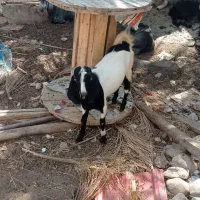 پنج عدد کهره نر