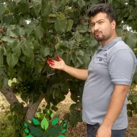 نهال شاه توت گلدانی ( sabzevarnahal)