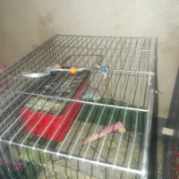 ۳ جفت مرغ عشق