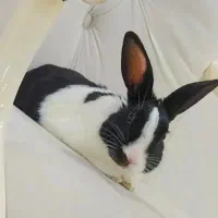 خرگوش نر
