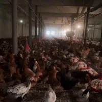 فروش نیمچه گلپایگانی ۹۰۰گرم‌