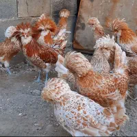 جوجه زینتی