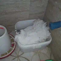 سفید دم چتری