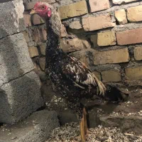 دوعددجوجه لاری