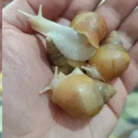 حلزون آچاتینا