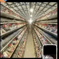 مرغ سفیدتخمی