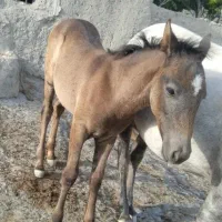 کره مادیون