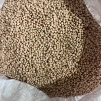 نخود دیم تازه