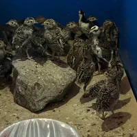 جوجه مرغ و خروس آمریکایی
