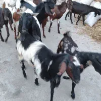 بز فروشی استان گلستان کلاله