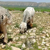 قوچ بختیاری درجه یک