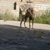 سگ پژدر