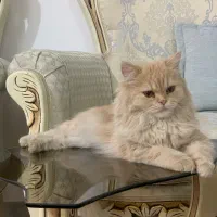 گربه