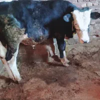 گوساله سیمینتال نر