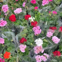 نگهبان شب بازنشسته(لطفا شرایط رو بخونین )