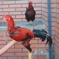 تخم مرغ نطفه دار دو رگه لاری