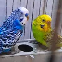 مرغ عشق مولد