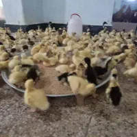 جوجه مرغ و اردک