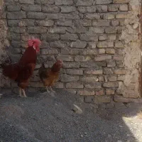 مرغ و خروس