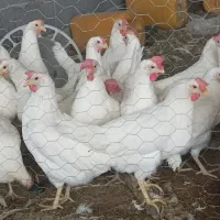 مرغ