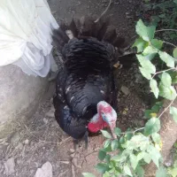 سلام دوستان
