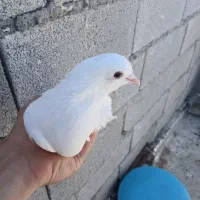 یک کبوتر پیدا شوده لوطی هست نر