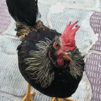 خروس درجه یک